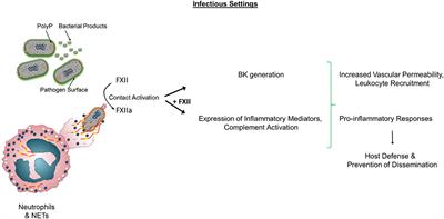 Roles of Factor XII in Innate Immunity